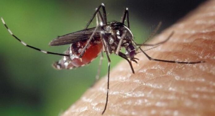 World Malaria Day destroyed ten thousand of bases mosquitoes in Mumbai were