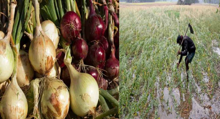 Unseasonal Rain : संतप्त शेतकऱ्यांनी कृषी अधिकाऱ्याच्या टेबलावर फेकले सडलेले कांदे