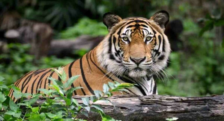 Tiger : राज्यातील वाघांच्या संख्येत लक्षणीय वाढ!