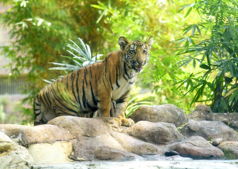 Tiger : वाघाच्या कातडीची तस्करी करणारे छत्तीसगड पोलिसांच्या ताब्यात