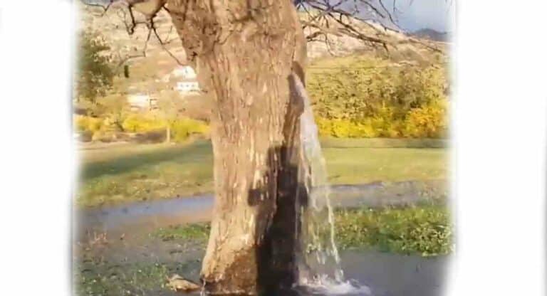 Tree : रडणारं झाड? गेली १५० वर्षे या झाडातून निघतंय पाणी