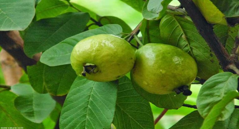 Guava Leaves : फक्त पेरुच नाही तर त्याची पानेही आहेत उपयुक्त, जाणून घ्या कशाप्रकारे करावे सेवन