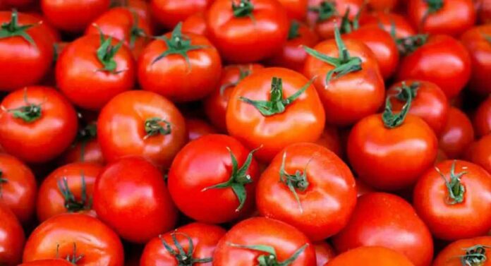 APMC : टोमॅटोची आवक घटली, किलोला मिळतोय एवढ्या रुपयांचा दर