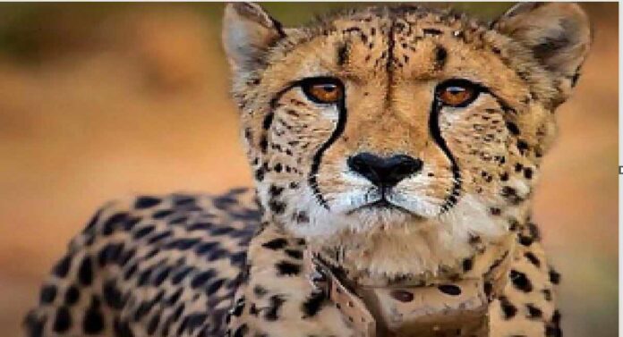 कुनो नॅशनल पार्कमध्ये आणखी एका चित्याचा मृत्यू, चार महिन्यात 'इतक्या' चित्यांनी गमावले प्राण