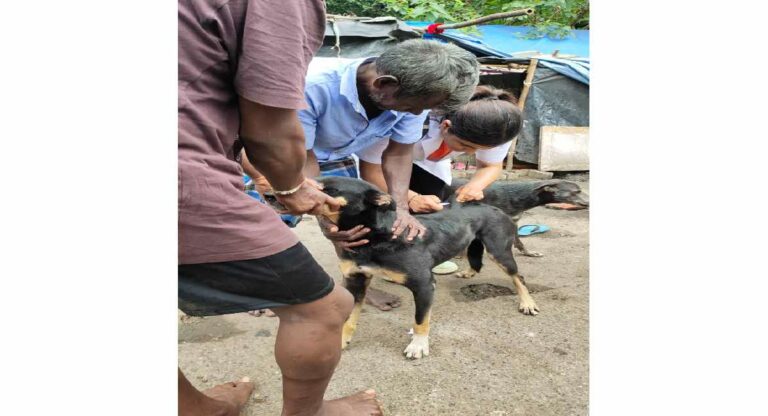 Stray Dogs : मुंबईत मागील ९ वर्षांमध्ये ६९ हजार भटक्या कुत्र्यांची वाढली संख्या