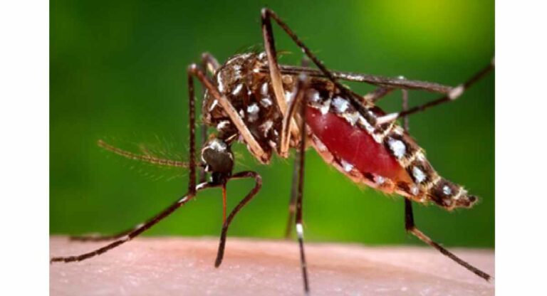 Dengue Symptoms : सांधेदुखी ठरते डेंग्यूचे लक्षण