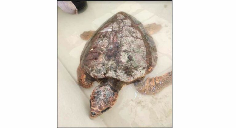 Rare Loggerhead Turtle : मुंबईच्या समुद्रकिनाऱ्यावर पुन्हा दुर्मिळ कासवाचे दर्शन