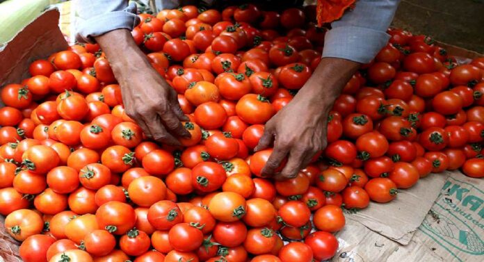 Tomato Price Hike : दिल्लीत टोमॅटोने गाठला विक्रमी दर, प्रतिकिलोसाठी मोजावे लागतायेत 'इतके' रुपये