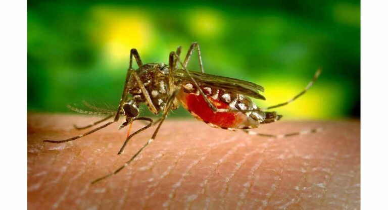 ऑगस्ट महिन्यात पाऊस कमी होताच गेस्ट्रॉऐवजी मलेरियाने डोके काढले वर
