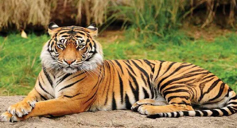 Tiger death :गोंदिया येथे कारच्या धडकेत वाघाचा मृत्यू