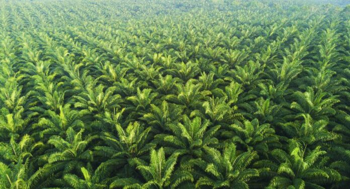 Palm Oil : अकरा राज्यांमध्ये 'इतक्या' हेक्टरवर पाम तेल वृक्षांची लागवड, खाद्यतेल वाढवण्यावर भर
