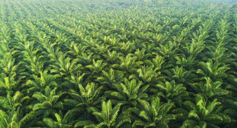 Palm Oil : अकरा राज्यांमध्ये ‘इतक्या’ हेक्टरवर पाम तेल वृक्षांची लागवड, खाद्यतेल वाढवण्यावर भर