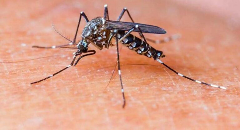 Malaria : ऑगस्ट महिन्यात पाऊस कमी होताच मलेरियाने डोके वर काढले