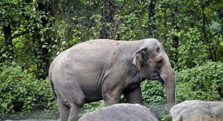 Nagpur : नागपूर येथे होणार हत्तींचे आगमन