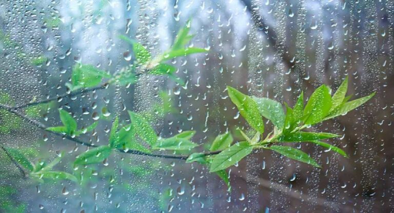 Monsoon Update : राज्यात पुन्हा पावसाचा जोर वाढणार; पुणे वेधशाळेने वर्तवला अंदाज