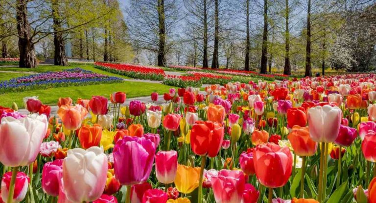 Tulip garden :  जम्मू आणि काश्मीरचे ‘ट्यूलिप गार्डन’ पर्यटकांना खुणावते