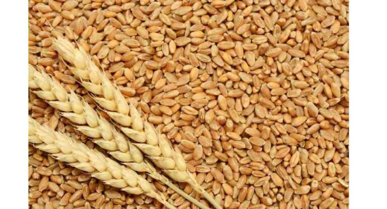 Wheat : तांदळानंतर आता गव्हाची दरवाढ; किंमती सहा महिन्यांच्या उच्चांकावर