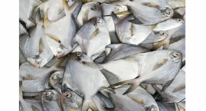 Silver Paplet Fish : 'सिल्व्हर पापलेट' माशाला मिळाले सुरक्षा कवच
