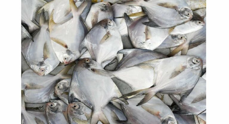 Silver Paplet Fish : ‘सिल्व्हर पापलेट’ माशाला मिळाले सुरक्षा कवच