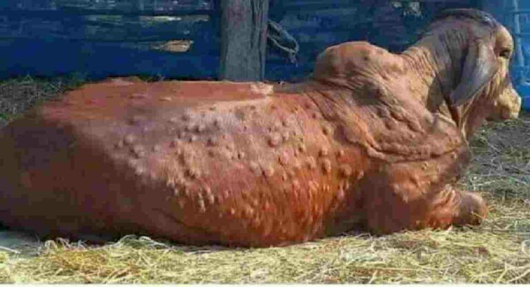 Lampi Virus : राजापूर, रत्नागिरी लांजा तालुक्यांत ‘लम्पी’चे सर्वाधिक बाधित जनावरे