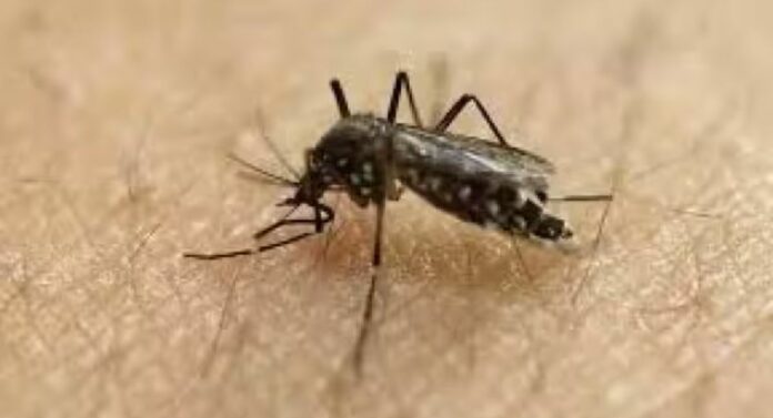 Zika Virus : मुंबईकरांची चिंता वाढली, झिकाचा दुसरा रुग्ण आढळला; नागरिकांना आवाहन