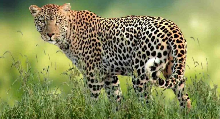 Leopard : विना आमंत्रण बिबट्या पोहोचला पार्टीला; जेवण सोडून तरुणांनी ठोकली धूम