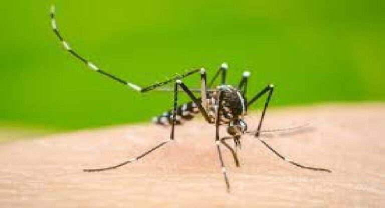Mumbai Dengue Malaria : डेंगी, मलेरिया आजार रोखण्यासाठी काय करावे आणि करू नये