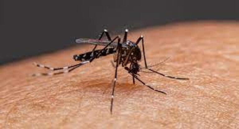 Mumbai Dengue-Malaria : ऑक्टोबरच्या पहिल्याच आठवड्यात डेंगीचे २५० तर हिवतापाचे २११ रुग्ण