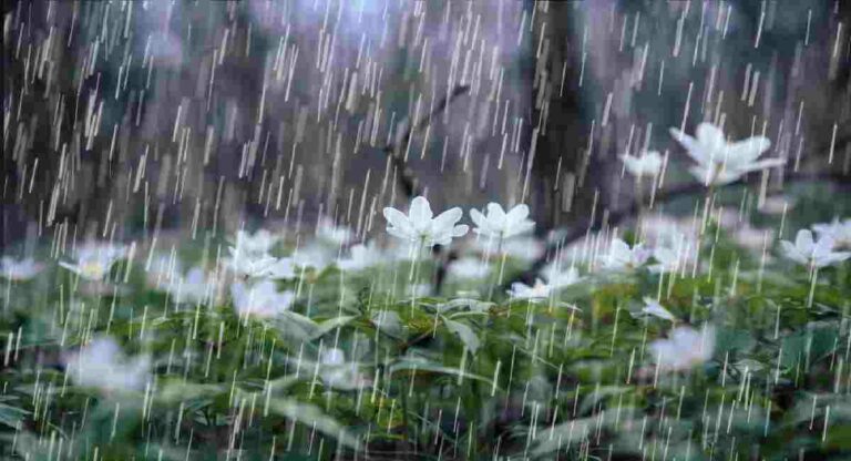Monsoon Update : पुढील ४८ तासांत राज्यात पावसाची शक्यता; हवामान खात्याने वर्तवला अंदाज