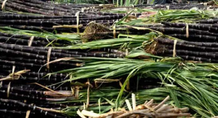 Sugarcane Crushing Season : राज्यात यंदा 'इतकी' साखर तयार होणार; १ नोव्हेंबरपासून सुरु होणार ऊस गाळप हंगाम