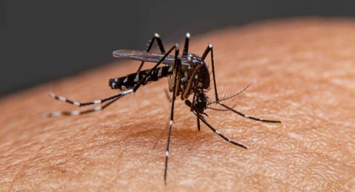 Increase In Epidemics : मलेरिया-डेंग्युची साथ वाढतेय, तापावर स्वत:हून उपचार करू नका, वाचा तज्ज्ञांचा सल्ला