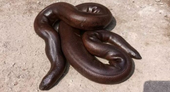 Akola : अत्यंत दुर्मिळ 'मांडूळ' साप अकोला शहरात सापडला, सर्पमित्रांनी दिले जीवदान