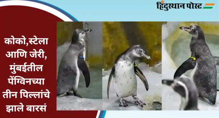 Ranichi Baug : कोको,स्टेला आणि जेरी, मुंबईतील पेंग्विनच्या तीन पिल्लांचे झाले बारसं