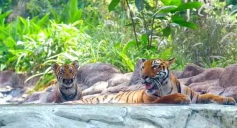 Tiger Baby Birthday: राणीच्या बागेत ‘जय’ आणि ‘रुद्र’चा वाढदिवस साजरा