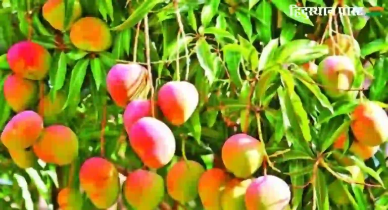 Alphonso Mango : यंदा आंबा महागणार? तापमान बदलाचा आंबा उत्पादनावर झालाय परिणाम