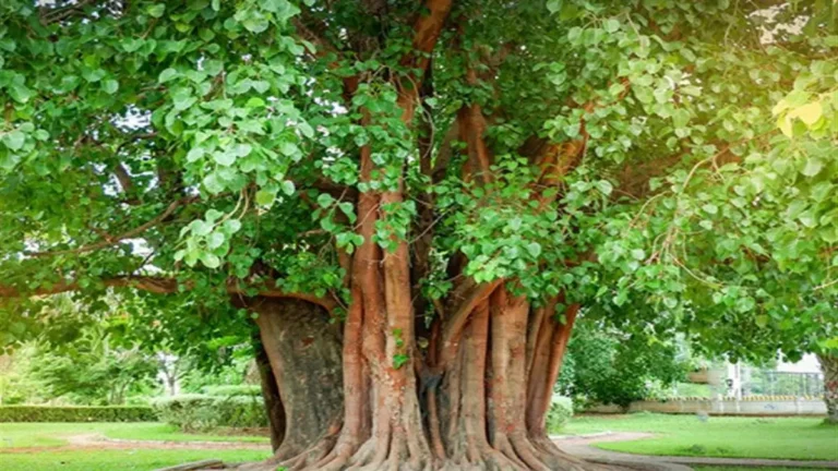 Pipal Tree: २४ तास ऑक्सिजन पुरवणाऱ्या पिंपळाच्या झाडाचे ‘हे’ उपयोग तुम्हाला माहिती आहेत का?