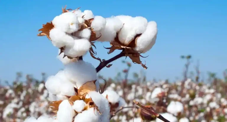 Cotton Prices: कापसाच्या दरात क्विंटलमागे ४०० रुपयांची घसरण, उत्पादन खर्चाबाबत शेतकऱ्यांमध्ये प्रचंड नाराजी